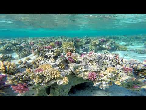 4 Šnorchlování u Calimera Habiba Beach