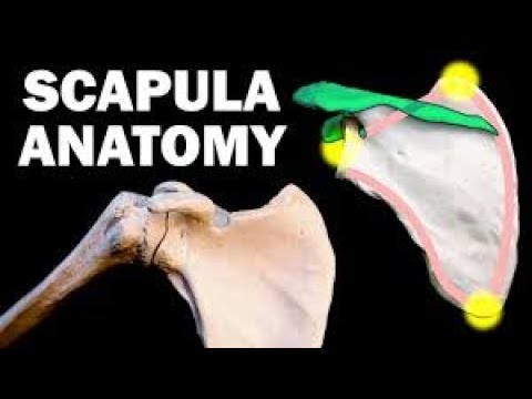 Anatomy and Function of the Scapula - Human Anatomy | Medical Science