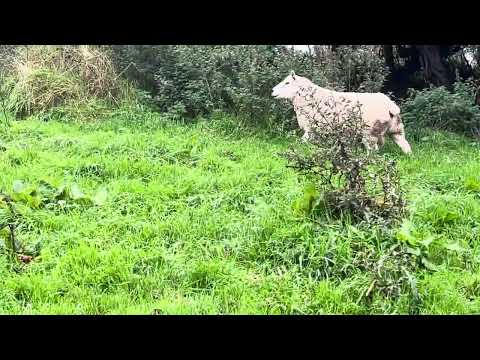 Texel Ram - Image 2