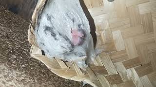 Download lagu Perlu nya kita mengecek sarang walet mp3 Download lagu Perlu nya kita mengecek sarang walet mp3