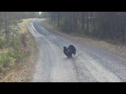 Tjädertupp - Western capercaillie (Male)