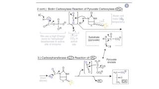 Special Cases in Fatty Acid Metabolism