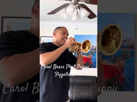 CarolBrass Pocket Flugelhorn / Taylor Phat Puppy 2024 - Polished / Lacquered image 15