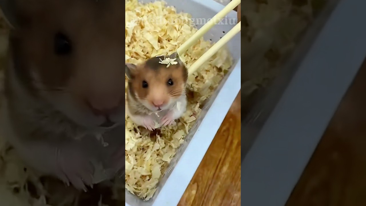 Top 3 cách ĐÁNH THỨC hamster bá đạo nhất 😂🐹#trendingshorts #japan #vietnam