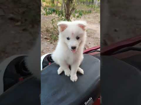 Micky first vlog/dog lovers special