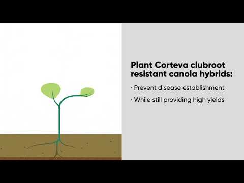 Clubroot Infographic Video | Corteva Agriscience Canada