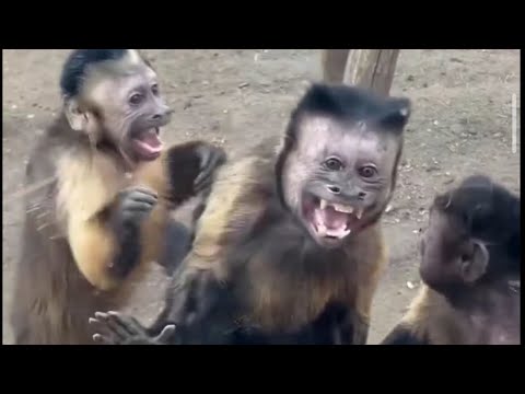 Dumb Things While High