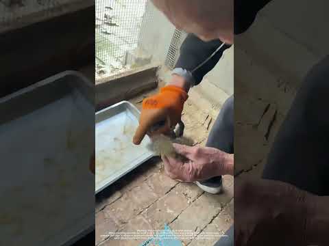 Catch And Transfer A Squirrel To The Cage