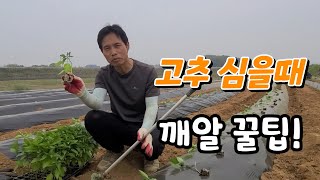 고추모종 심을때 중요한 깨알 꿀팁!