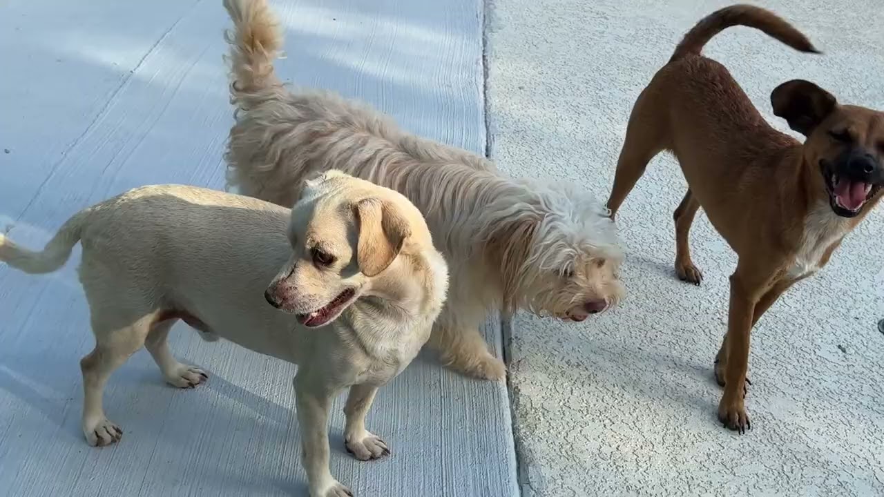 Tucker-A Brave Survivor Who Just Wants Love!, a Adoptable mixed breed in St Augustine, FL video 5/5