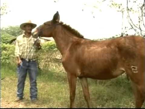 Mi primer amor.mpg ALEXANDER GOMEZ  EL PROPIO BURRERO.