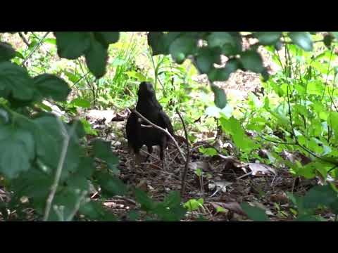 Common Grackle juvenile begging for food