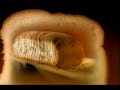 Kingsmill Gold Bread TV Advert 1999