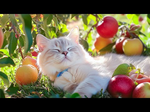 Ultimate Sleep Aid for Anxious Cats - Music to Make Your Cat Sleep Within 5 Minutes! Meow Lullaby