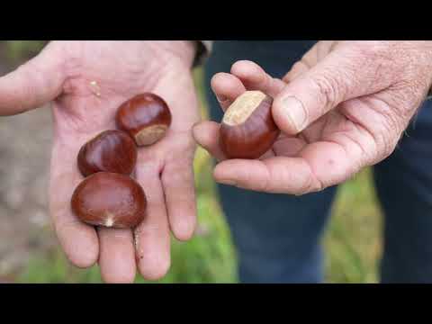 Agroforestry Series Part 1:  Big River Chestnuts Farm Tour