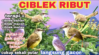 Download lagu suara ciblek ribut di alam | ampuh untuk pikat ciblek liar | pancingan ciblek agar bunyi mp3