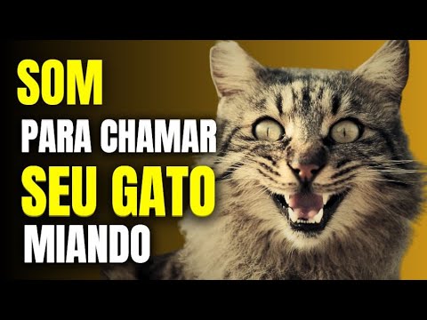 PARA CHAMAR GATO SOM DE GATO MIANDO PRA ATRAIR 🐈