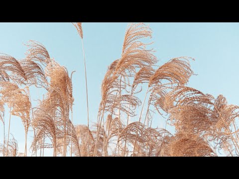 Digging Deeper with Backyard Farmer | Weed Identification and Control