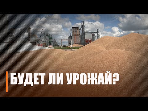 Сельхозорганизации Гомельской области завершают уборку рапса и начинают жатву зерновых видео