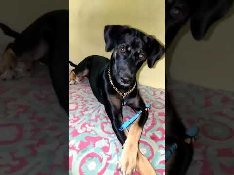 Munia seems ready to mingle..😃😃