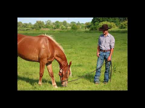 MUSTANG MAKEOVER 2018 Team Tom (TAG 3926) - Update 4