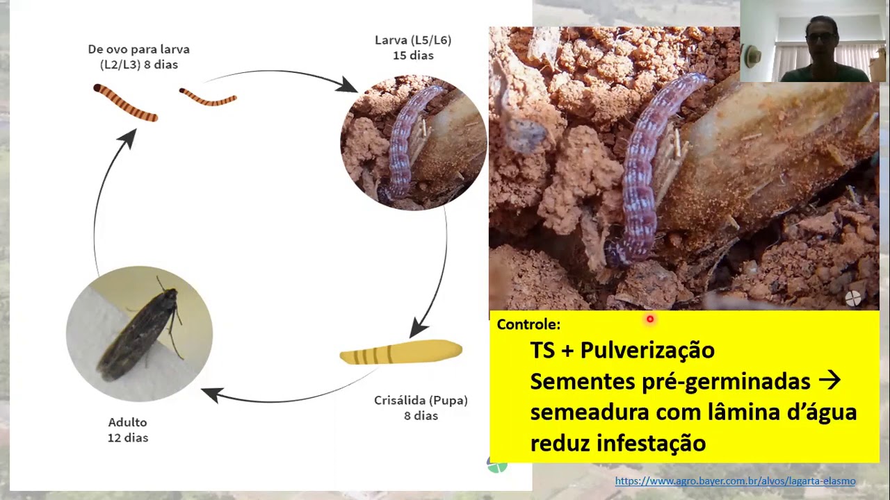 VIDEO AULA MANEJO DE PRAGAS ARROZ