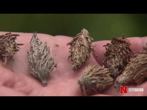 image-How do you get rid of bagworms?