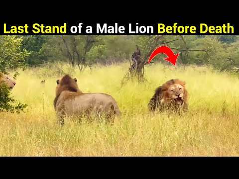 Old Lion Tried To Defend His Territory For The One Last Time