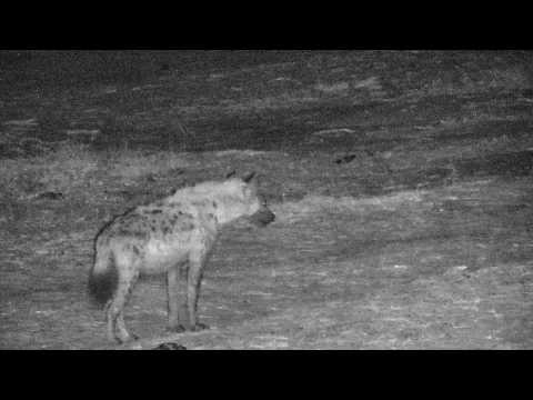 Djuma: Lone Hyena audio and then it walks by - 04:20 - 10/07/18