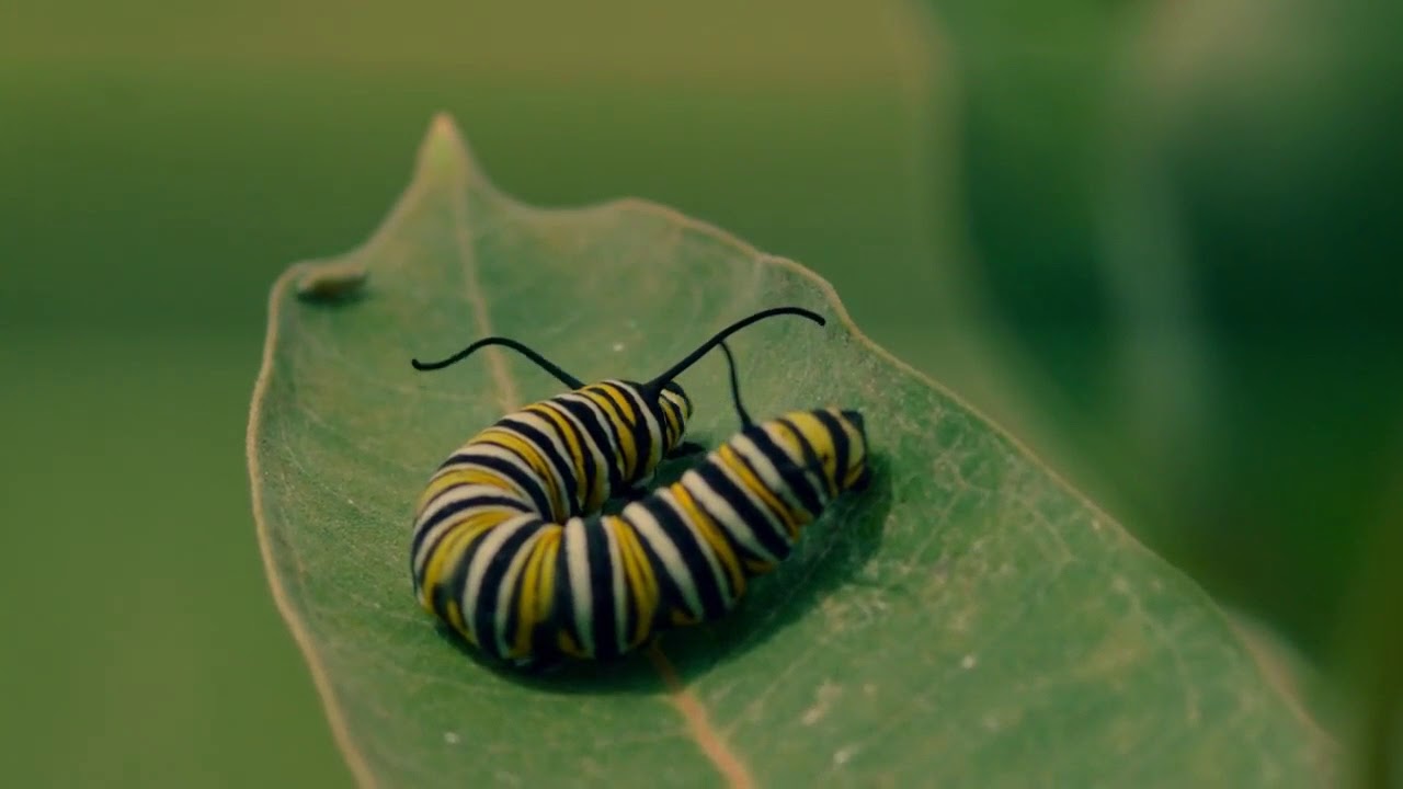 "Metamorphosis" (Ep.10)