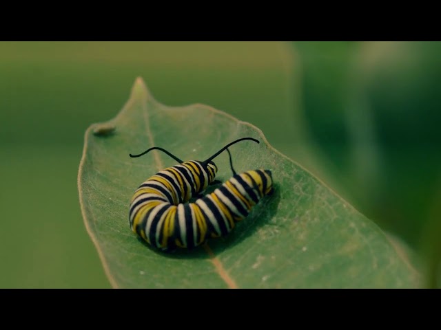 "Metamorphosis" (Ep.10)