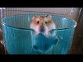 Hamster Vs. Hamster Wheel! | Pets: Wild At Heart | BBC Earth Kids