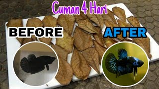 Download lagu BEGINI CARANYA MEMBUAT DAUN KETAPANG AGAR MUTASI IKAN CUPANG MENJADI CEPAT mp3