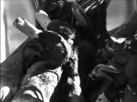 Echo Mallard Madness III Its a Duck Thing   The intro!