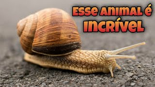 Curiosidades INCRÍVEIS Sobre a LESMA