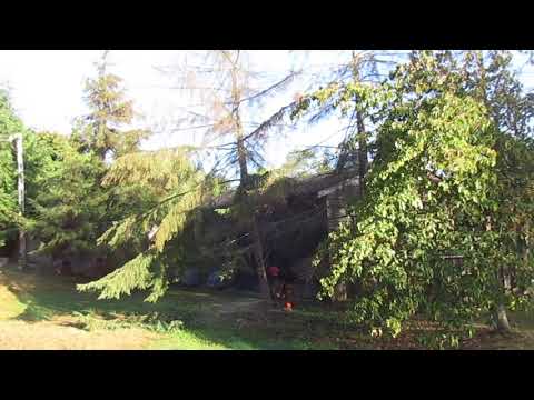 Removing Dead Hemlock Trees on 9/11