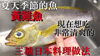 【台灣黃雞魚日本料理】夏天沒吃到的話一定會後悔 跟黃雞魚非常適合的三種不同口味日本料理做法 沒食慾的時候也這些味道的話一定會吃