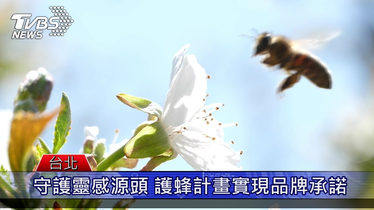 存活率僅3成！520世界蜜蜂日守護地球尖兵