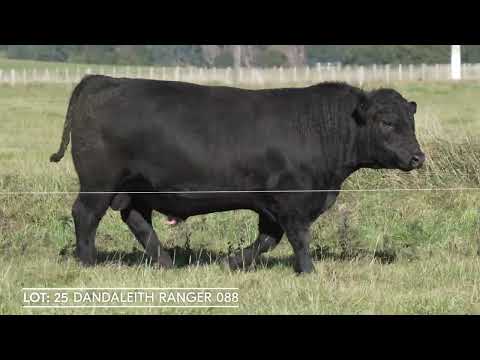 Lot 25 DANDALEITH RANGER 088