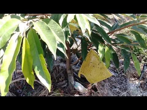 #028 TĂNG TỐC SỰ PHỤC HỒI CÂY SAU KHI XỬ LÝ TUYẾN TRÙNG, NẤM BẰNG TRICODEMA, STREPTOMYCES, BACILLUS