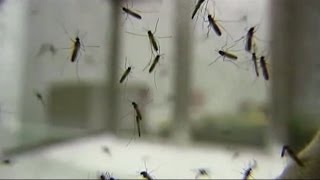 Mosquitoes invade New Mexico town