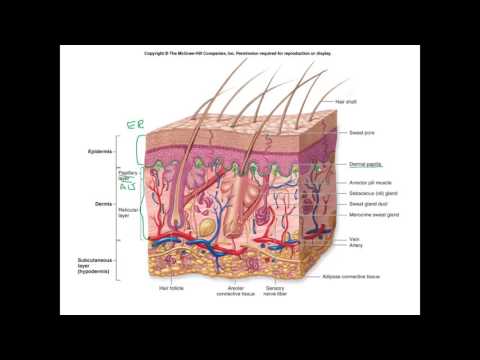 Integumentary System part 1