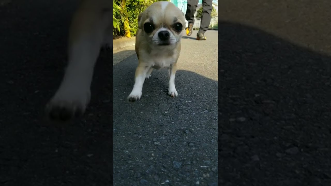 進撃のチワワ｜Attack on Chihuahua｜面白ペット動画犬