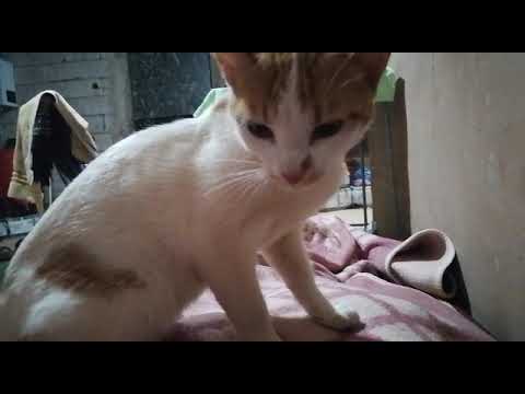 الحمامة تلعب مع القطة  1Pigeon playing with the cat 1Colombe jouant avec le chat 1