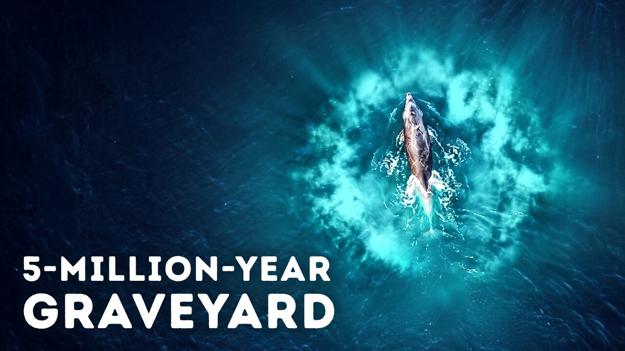 Deep-Sea Researchers Just Found a Massive Whale Graveyard That Shouldn't Exist