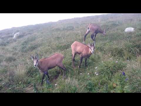 Tatra chamois