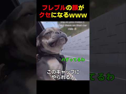 フレブルの顔がクセになるwww　#フレンチブルドッグ #笑える #癒し #犬のいる暮らし #犬のいる生活 #元気になる動画