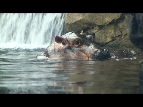 How baby hippo Fiona became a celebrity