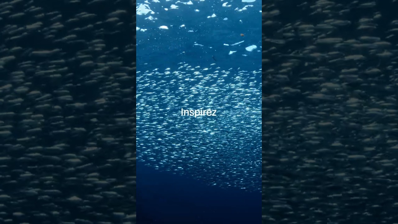 L'océan est indispensable à la vie sur Terre🌊🌍