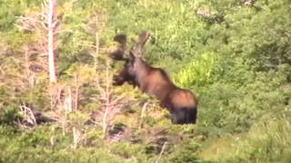 preview picture of video 'A Hike up the Copper Mine Trail, Bay of Islands, Newfoundland and Labrador (by Peter Bull)'